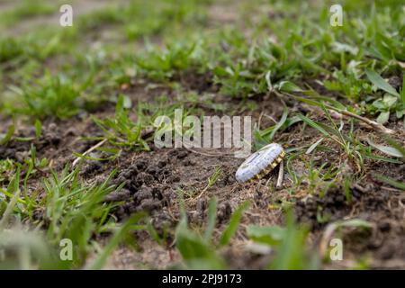 Dresden, Deutschland. 01. April 2023. Eine Biermatte aus der Landskron Brauerei in Görlitz liegt im Gras. Das Betriebsgebiet der Elbenwiese erstreckt sich auf beiden Seiten der Elbe von Cossebaude bis Pillnitz und ist insgesamt 30 km lang. Kredit: Daniel Schäfer/dpa/Alamy Live News Stockfoto