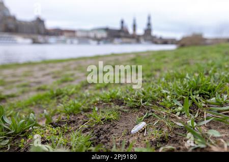 Dresden, Deutschland. 01. April 2023. Eine Biermatte aus der Landskron Brauerei in Görlitz liegt im Gras. Das Betriebsgebiet der Elbenwiese erstreckt sich auf beiden Seiten der Elbe von Cossebaude bis Pillnitz und ist insgesamt 30 km lang. Kredit: Daniel Schäfer/dpa/Alamy Live News Stockfoto