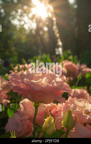 Wunderschöne rosafarbene Lisianthus (Eustoma) Blume im Garten, Lisianthus ist wunderschön mit einem wunderschönen sonnigen Tag. Stockfoto