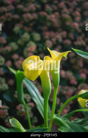 Gelbe Calla-Lilienblume im Garten mit grünem Laubhintergrund. Stockfoto