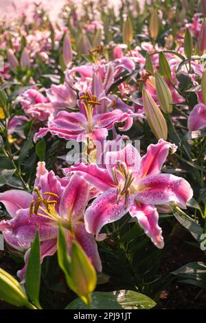 Wunderschöne Lilienblume im Garten mit grünem Laubhintergrund. Stockfoto