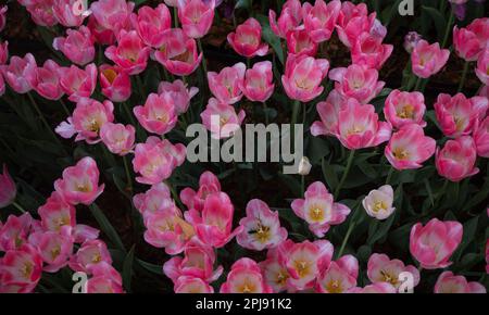 Pink Tulpe. Ein wunderschöner Tulpenstrauß. Bunte Tulpen. Tulpen im Frühling, bunte Tulpen Stockfoto