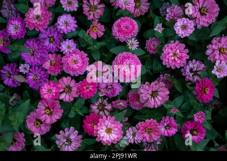 Bunte Zinnia-Blumen blühen im Gartenhintergrund. Stockfoto