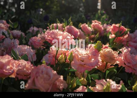 Wunderschöne rosafarbene Lisianthus (Eustoma) Blume im Garten, Lisianthus ist wunderschön mit einem wunderschönen sonnigen Tag. Stockfoto