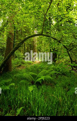 Waldweg mit Blick auf Buche (Fagus sylvatica), Schiebbogen mit üppigem grünem Unterholz im Sommer. Stockfoto