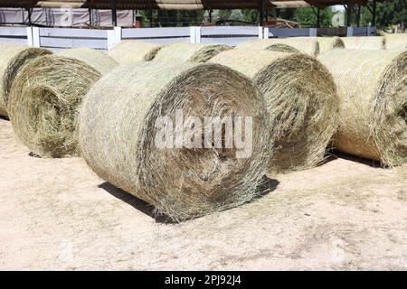 Strohrollenballen. Gestapelte Strohballen in einer Tierfarm. Konzept der Hoflagerung. Viel Heu. Pferdefutterlager. Farm Animal Care Stockfoto