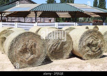 Strohrollenballen. Gestapelte Strohballen in einer Tierfarm. Konzept der Hoflagerung. Viel Heu. Pferdefutterlager. Farm Animal Care Stockfoto