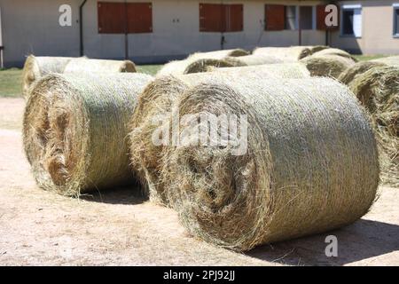 Strohrollenballen. Gestapelte Strohballen in einer Tierfarm. Konzept der Hoflagerung. Viel Heu. Pferdefutterlager. Farm Animal Care Stockfoto