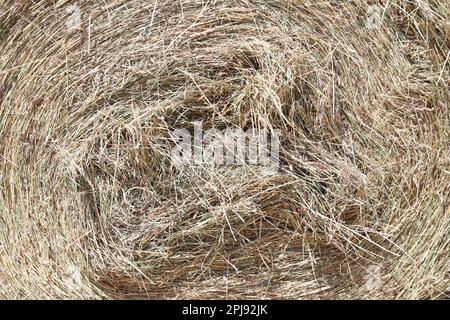 Strohrollenballen. Gestapelte Strohballen in einer Tierfarm. Konzept der Hoflagerung. Viel Heu. Pferdefutterlager. Farm Animal Care Stockfoto