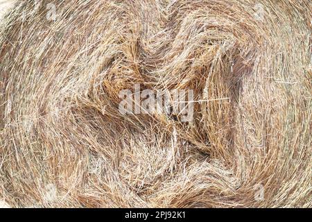 Strohrollenballen. Gestapelte Strohballen in einer Tierfarm. Konzept der Hoflagerung. Viel Heu. Pferdefutterlager. Farm Animal Care Stockfoto