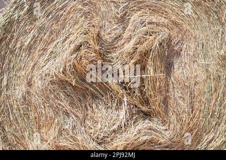 Strohrollenballen. Gestapelte Strohballen in einer Tierfarm. Konzept der Hoflagerung. Viel Heu. Pferdefutterlager. Farm Animal Care Stockfoto