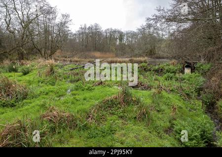 Eurasischer Biber, Castor Fiber, mit 55m Staudamm und einer „Beaver Deception“-Röhre, Dorset, Vereinigtes Königreich. Eine wieder eingeführte Keystone-Spezies, die Landschaften umgestaltet. Beave Stockfoto