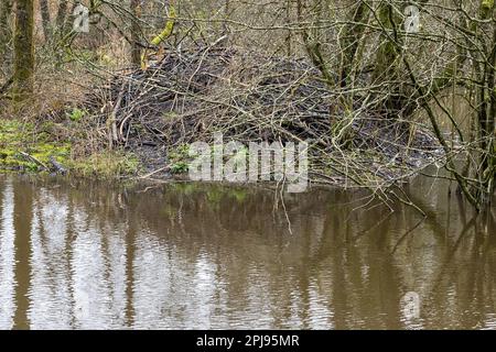 Lodge of Eurasian Beaver, Castor Fiber, Dorset, Vereinigtes Königreich. Eine wieder eingeführte Keystone-Spezies, die Landschaften umgestaltet. Stockfoto
