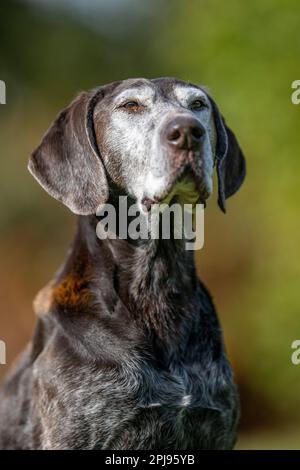 Porträt eines deutschen Pointer Dog mit Shorthaired Stockfoto