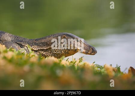 Wassermonitoreidechse im Gras im Lumphini Park. Bangkok, Thailand. Stockfoto