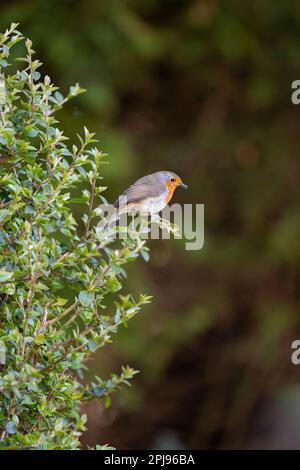 Europäischer Robin (Erithacus rubecula) in einer Hecke - Yorkshire, Großbritannien (April 2022) Stockfoto