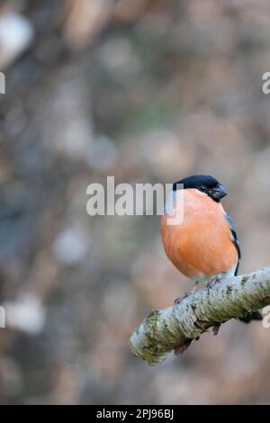 Männlicher Eurasian Bullfinch (Pyrrhula pyrrhula) in einer Filiale – Yorkshire, Großbritannien (April 2022) Stockfoto