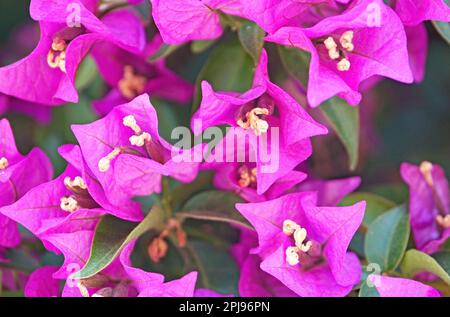 Wand mit Bougainvillea Reben in Diagonal Mar, Barcelona, Katalonien, Spanien, Europa Stockfoto