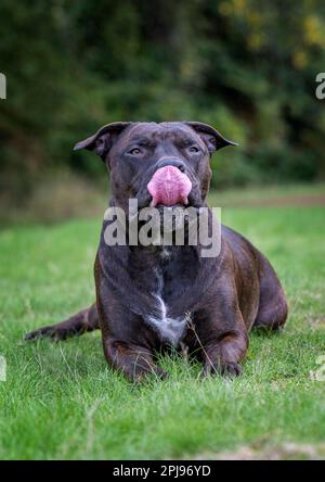 Porträt eines Staffordshire Bull Terrier. Stockfoto