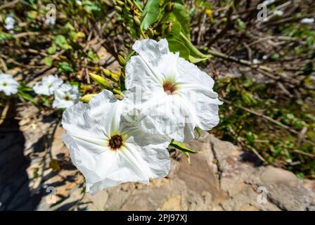 Monte Alban, Oaxaca de Juárez, Mexiko, Ipomoea arborescens oder Tree Morning Glory, ist ein schnell wachsender, halbsaftiger Blütenbaum Stockfoto