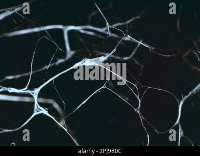 Trocken leblos verdrehte Äste sind mit Spinnweben verschlungen, Makro auf schwarzem Hintergrund. Eindruck von unangenehmem Aussehen: Tod und die seepulchrale Welt Stockfoto