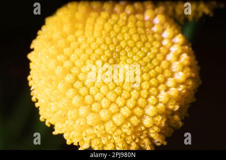 Gewöhnlicher Blütengans (Tanaceturn vulgare) blüht aus dem Blütenstand. Ultramakro Stockfoto