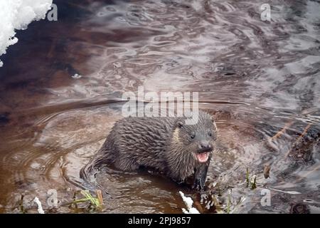 Junger Fischotter (Lufra vulgaris) am eiskalten nördlichen Fluss. Im Winter verlassen Otter das Territorium ihres Vaters (Alter 5-6 Monate). Das Tier befindet sich in einem Zustand der Verderbung Stockfoto