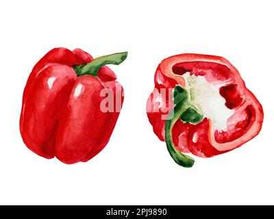 Aquarellzeichnungen roter Paprika auf weißem Hintergrund Stockfoto