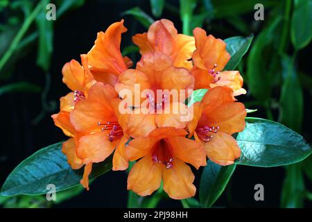 Nahaufnahme der leuchtend orangefarbenen roten Blüten von Rhododendron vireya sp. Gegen grünes Laub Stockfoto