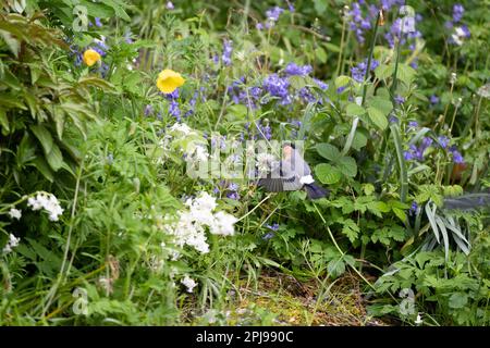 Ausgewachsener männlicher Eurasian Bullfinch (Pyrrhula pyrrhula), der den Löwenzahn-Samenkopf füttert – Yorkshire, Vereinigtes Königreich (Mai 2022) Stockfoto