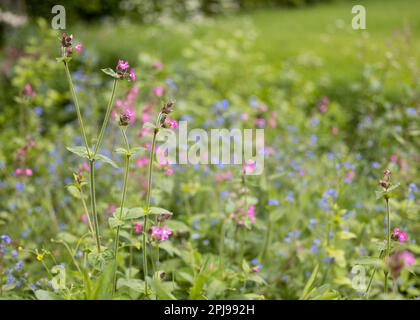 Wildblumen im Garten, die auf einem Rasen wachsen, der für „kein Mähen Mai“ noch wächst) – Yorkshire, Großbritannien (Mai 2022) Stockfoto