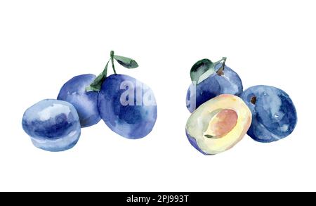 Aquarellzeichnung von Pflaumen auf weißem Hintergrund Stockfoto