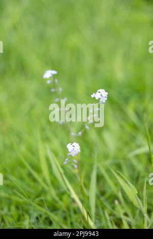 Wildblumen im Garten, die auf einem Rasen wachsen, der für „kein Mähen Mai“ noch wächst) – Yorkshire, Großbritannien (Mai 2022) Stockfoto