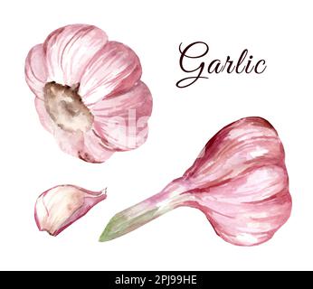 Knoblauchzusammensetzung. Handgezeichnete Aquarell-Darstellung isoliert auf weißem Hintergrund. Stockfoto