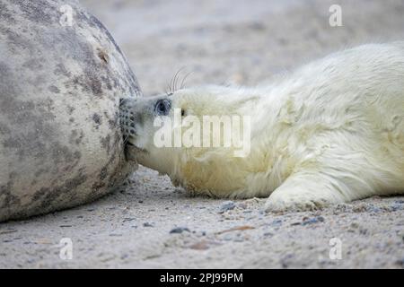 Graue Seehunde/graue Seehunde (Halichoerus grypus) Kuh/weibliches Saugtier/Jungtier, das im Winter am Sandstrand entlang der Nordseeküste liegt Stockfoto