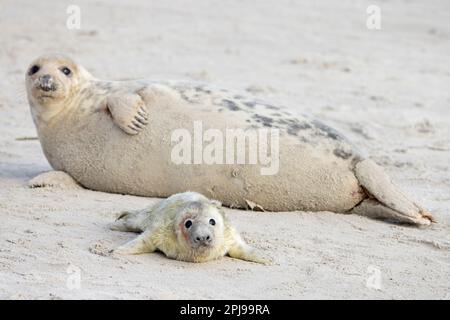 Graue Seehunde/graue Seehunde (Halichoerus grypus) Kuh/Frau, die im Winter mit neugeborenem Welpen am Sandstrand entlang der Nordseeküste ruht Stockfoto