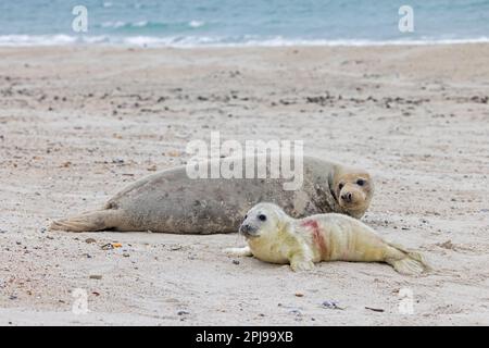 Graue Seehunde/graue Seehunde (Halichoerus grypus) Kuh/Frau, die im Winter mit neugeborenem Welpen am Sandstrand entlang der Nordseeküste ruht Stockfoto