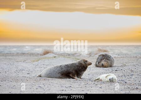 Graue Seehunde / graue Seehunde (Halichoerus grypus) Kühe / Weibchen, die im Winter mit neugeborenen Welpen am Sandstrand entlang der Nordseeküste schlafen Stockfoto