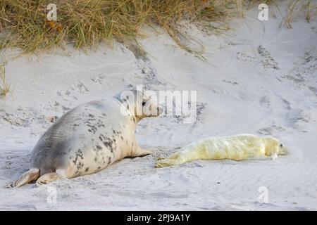Graue Robbe/graue Robbe (Halichoerus grypus) Kuh/Weibchen, die im Winter mit dem Welpen in der Sanddüne entlang der Nordseeküste ruht Stockfoto