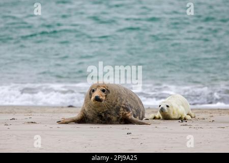 Graue Seehunde/graue Seehunde (Halichoerus grypus) Kuh/Weibchen, die im Winter mit dem Welpen am Sandstrand entlang der Nordseeküste ruht Stockfoto