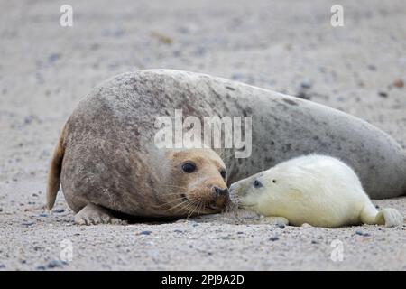 Graue Seehunde / graue Seehunde (Halichoerus grypus) Kuh / weibliche Schnüffelpuppe am Sandstrand entlang der Nordseeküste im Winter Stockfoto