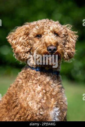 Labradoodle portrait Stockfoto