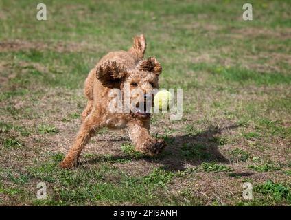 Labradoodle spielt mit einem Tennisball Stockfoto