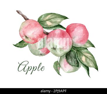 Handgezeichnete Aquarelle Illustration süßer reifer roter und grüner Äpfel auf einem Ast. Leckere frische, gesunde Lebensmittel. Einzelbilder. Apfel Stockfoto