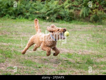 Labradoodle spielt mit einem Tennisball Stockfoto