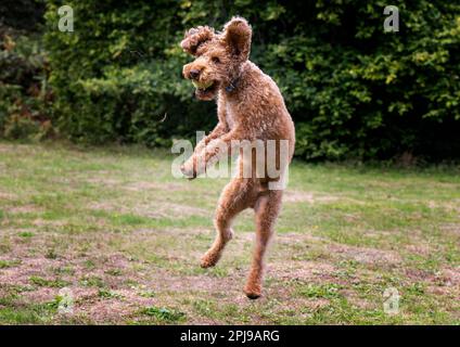 Labradoodle spielt mit einem Tennisball Stockfoto