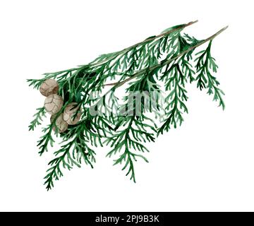 Zypressenäste mit Zapfen. Handgezeichnete Aquarell-Darstellung isoliert auf weißem Hintergrund Stockfoto