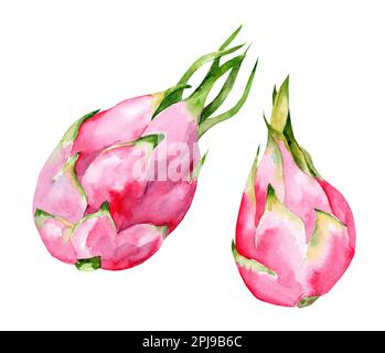 Illustration mit Drachenfrucht, Pitaya. Handgezeichnete Aquarelle für romantische Sommerdecke, tropische Tapete, Vintage-Struktur Stockfoto