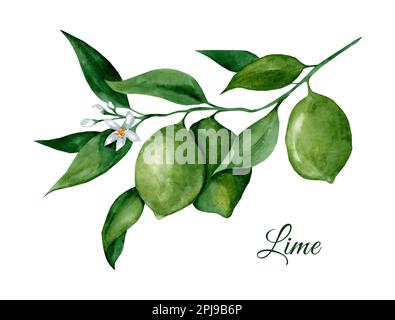 Limettenzweig mit Blumen und Früchten. Handgezeichnete Aquarell-Darstellung isoliert auf weißem Hintergrund Stockfoto