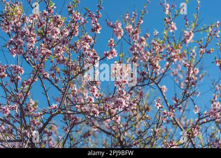 Blühende Mandeln (Prunus amygdalus, syn. Prunus dulcis) auf blauem Himmelshintergrund Stockfoto